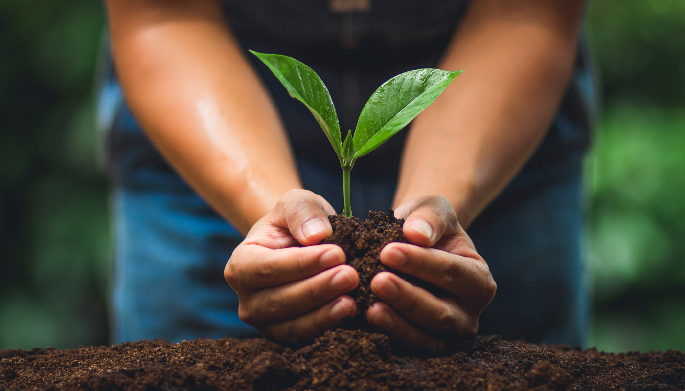 Image of a Tree being planted symbolizing Tu B'Shevat as celebration of renewal and the promise of spring