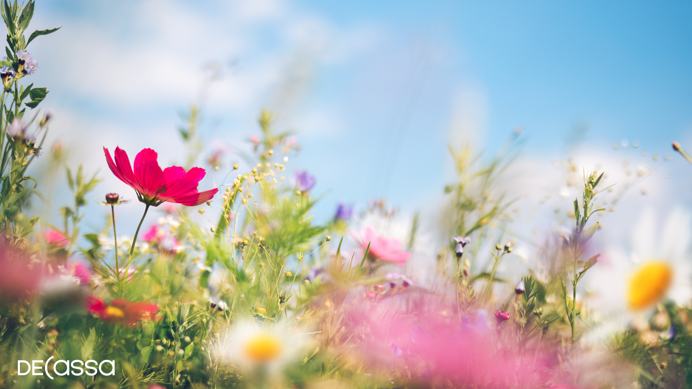 Pink Flowers and Daisy's amid long grass with a background of blue sky