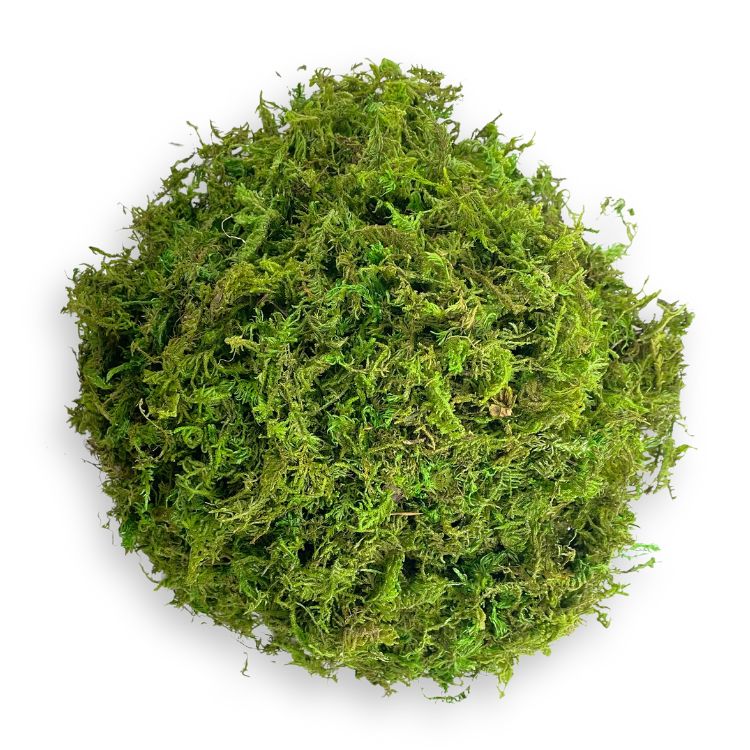 Top-down view of a round bunch of artificial moss arranged neatly.