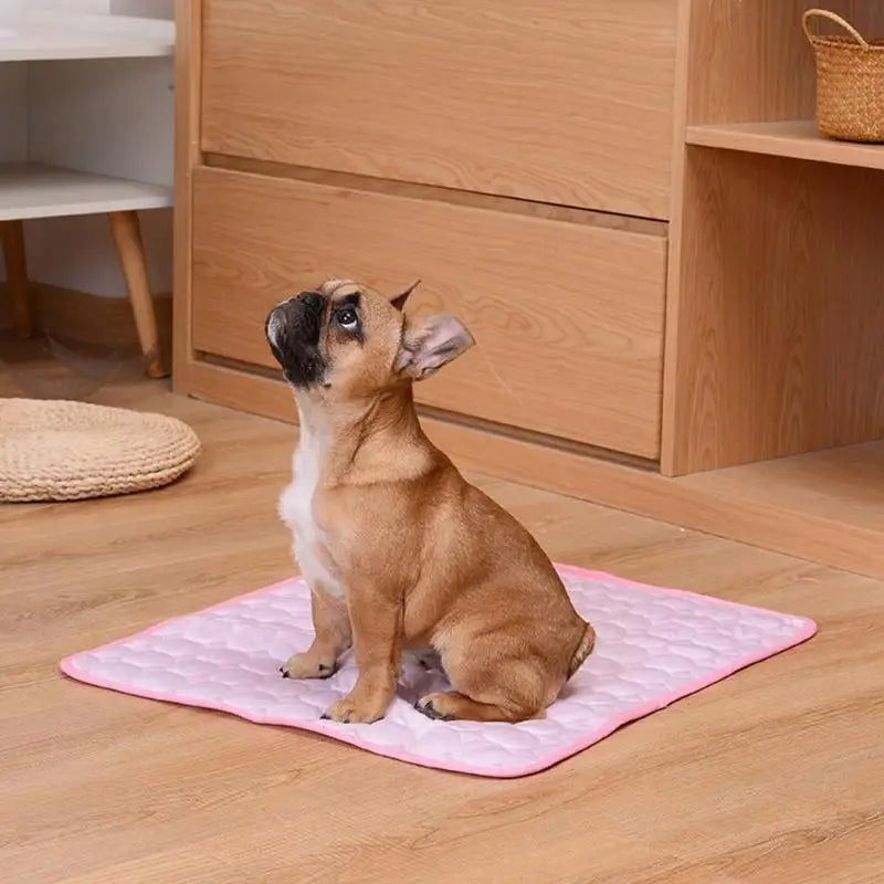 French Bulldog sitting on pink dog cooling mat.