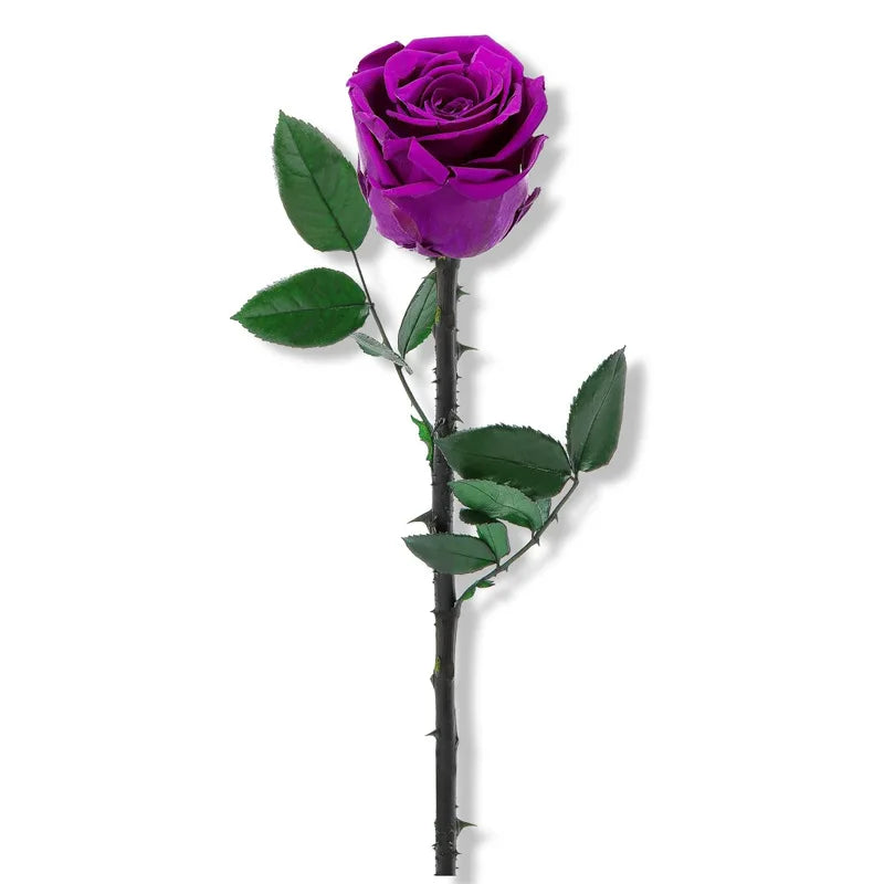 Everlasting Single Rose