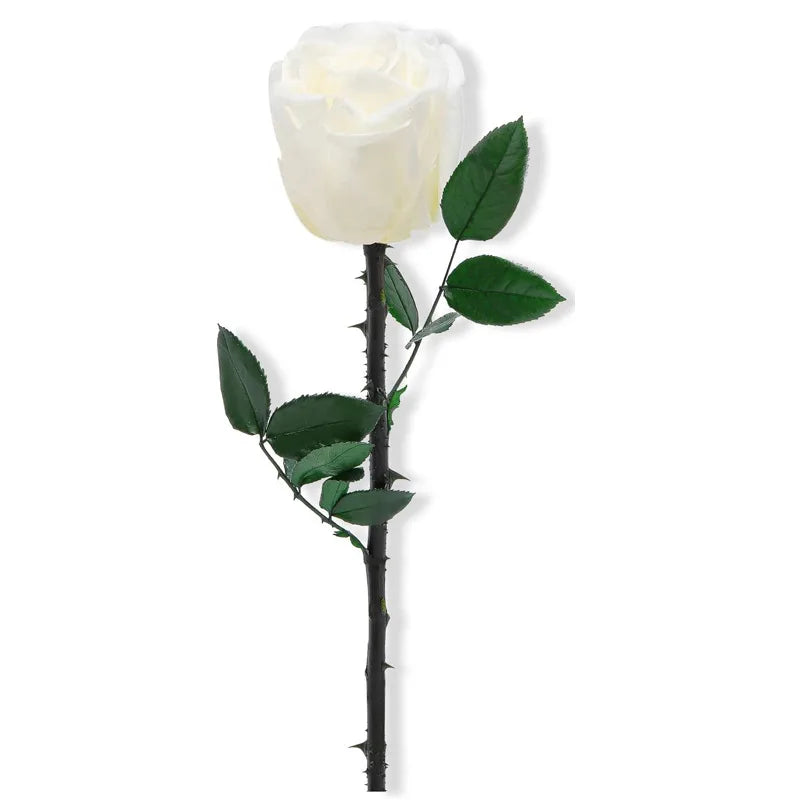 Everlasting Single Rose