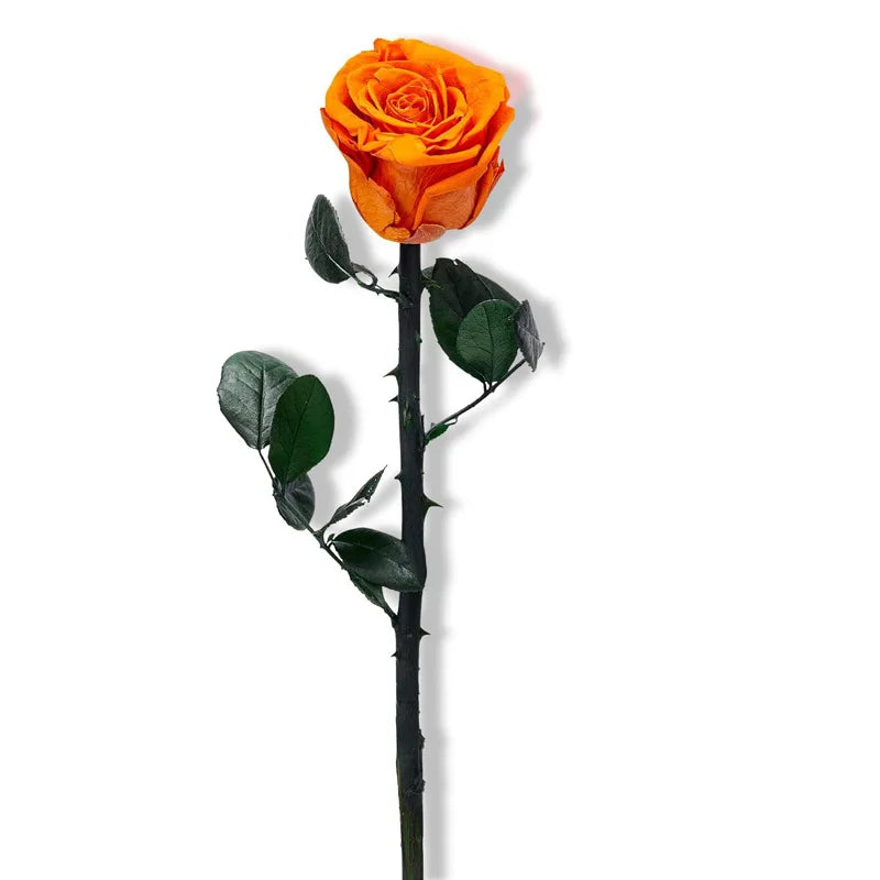 Everlasting Single Rose