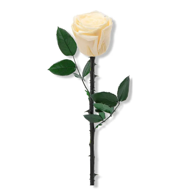 Everlasting Single Rose